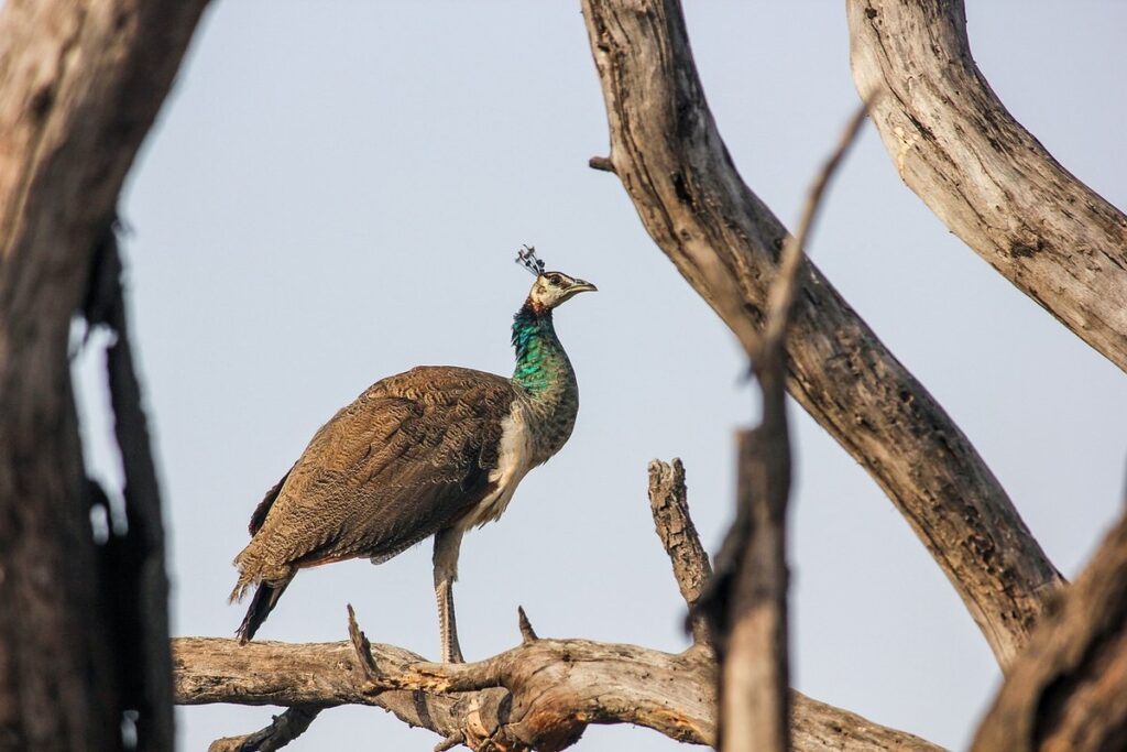 how to raise peacocks and peahens