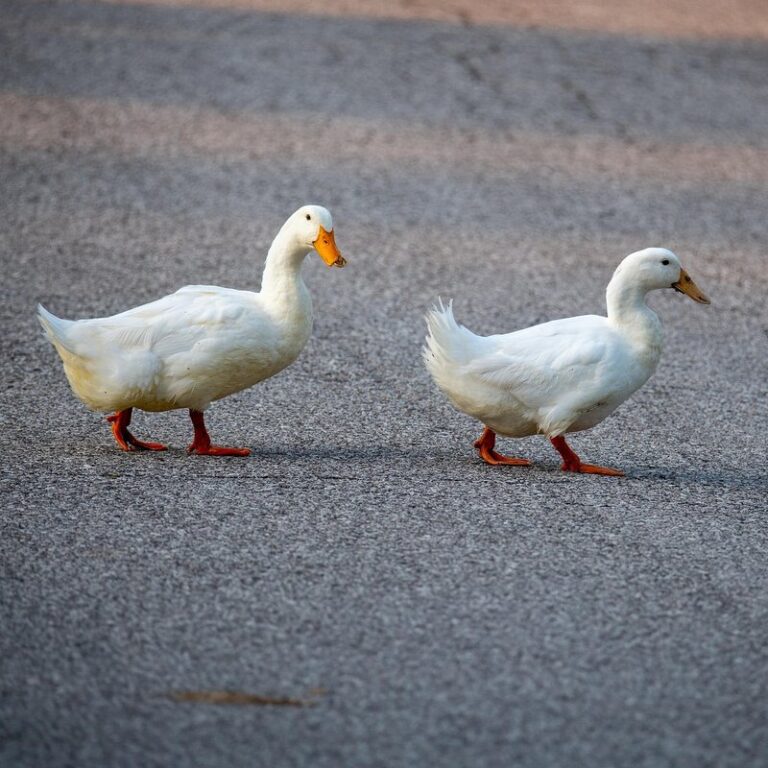 can a pekin duck fly