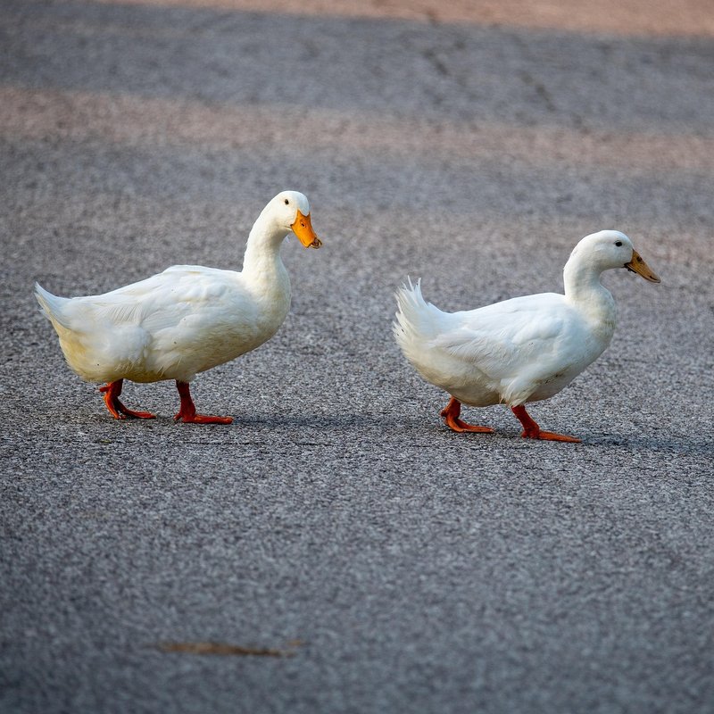Pekin duck flying