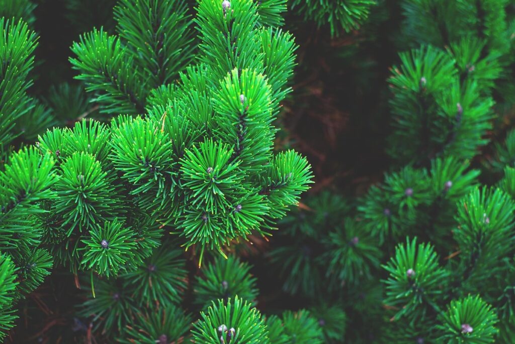 are pine needles bad for chickens