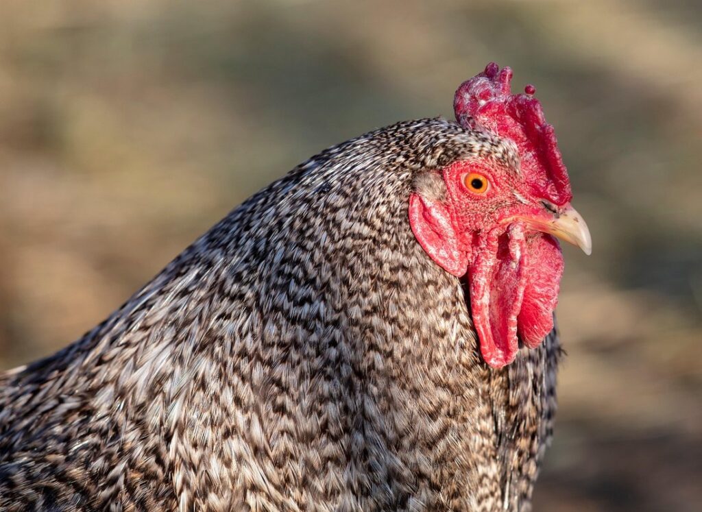 barred plymouth rock pullets