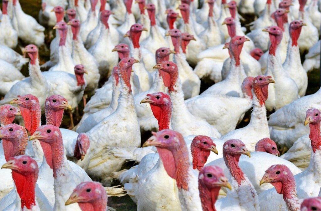 types of poultry breeds