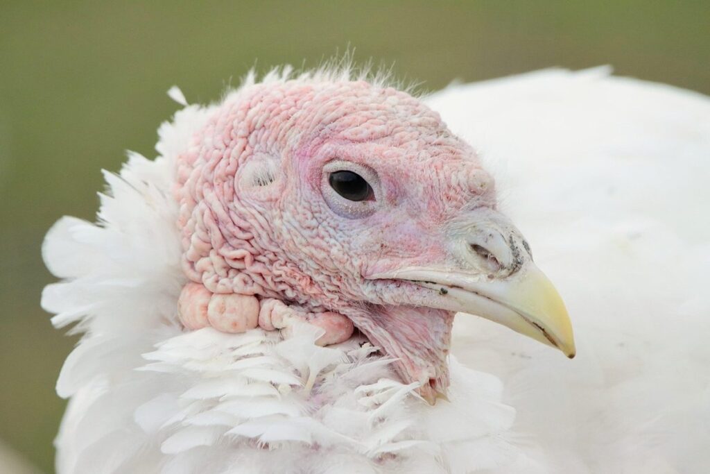 natural remedies for common poultry ailments