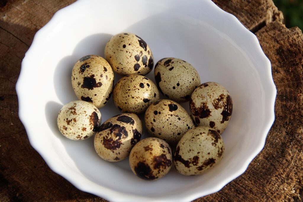 how to raise bobwhite quail
