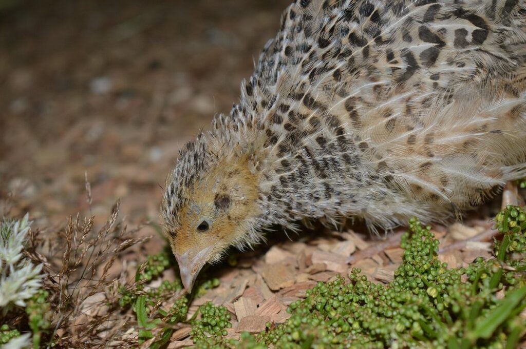 feed quail but not birds