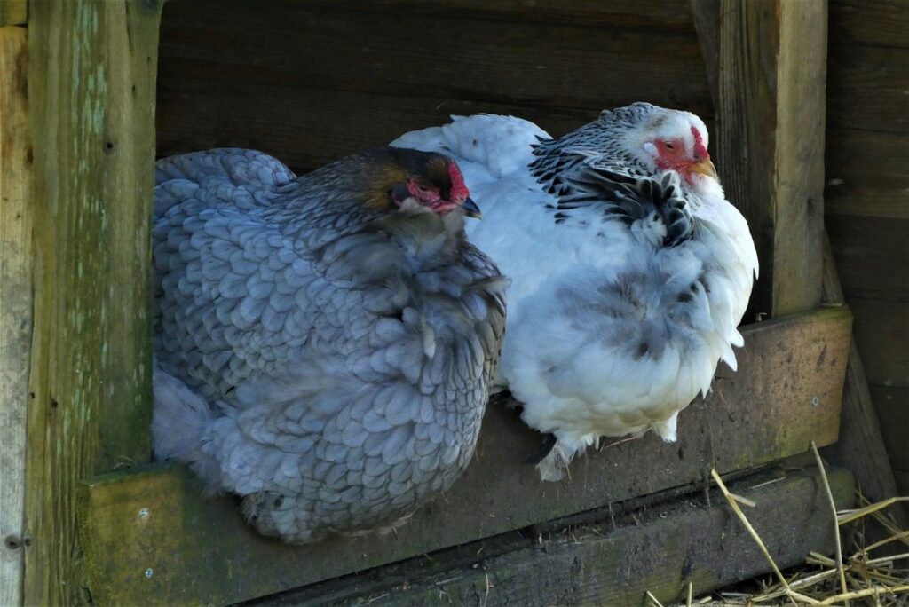 raising a chicken