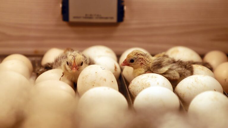 raising chickens from eggs