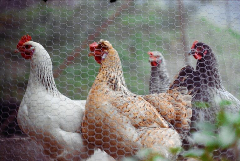raising turkeys and chickens together