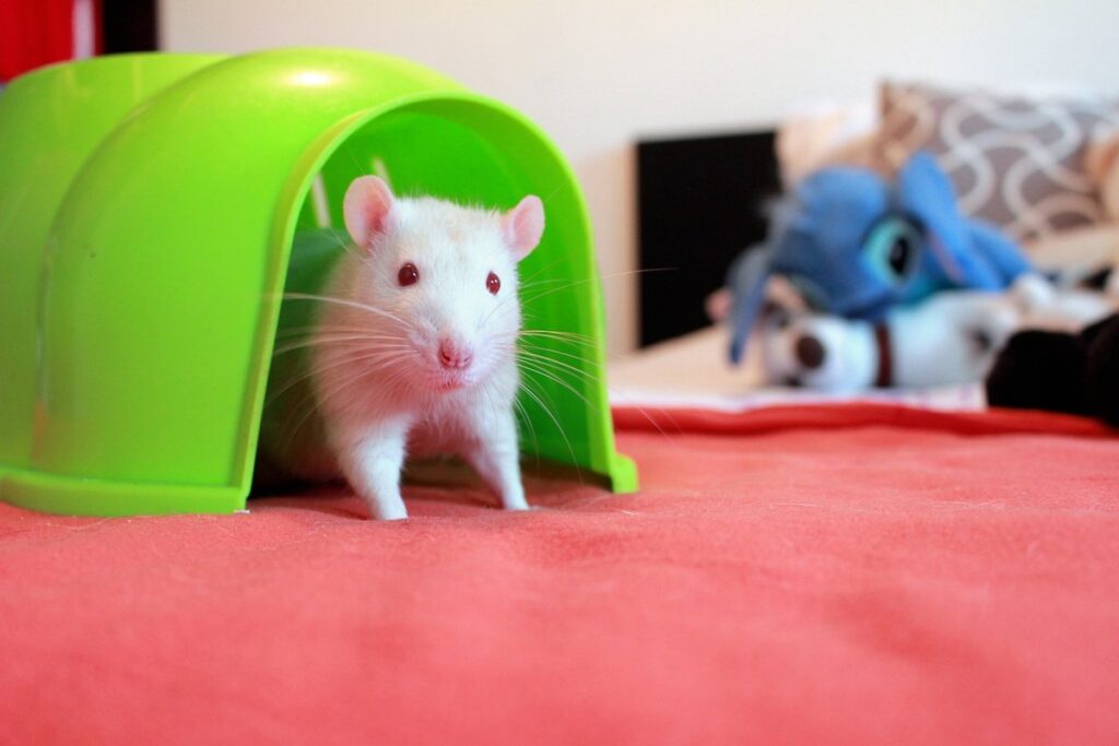 how to keep rats out of chicken house