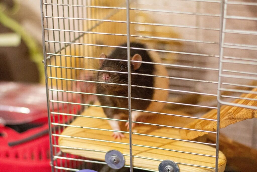 how to keep rats away from chicken coop