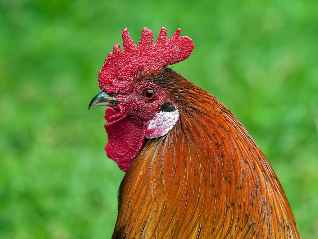 red rangers chicken