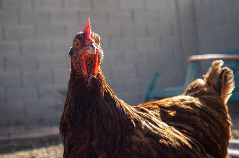 rhode island red chickens