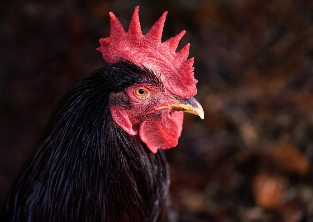 rhode island red chicken eggs