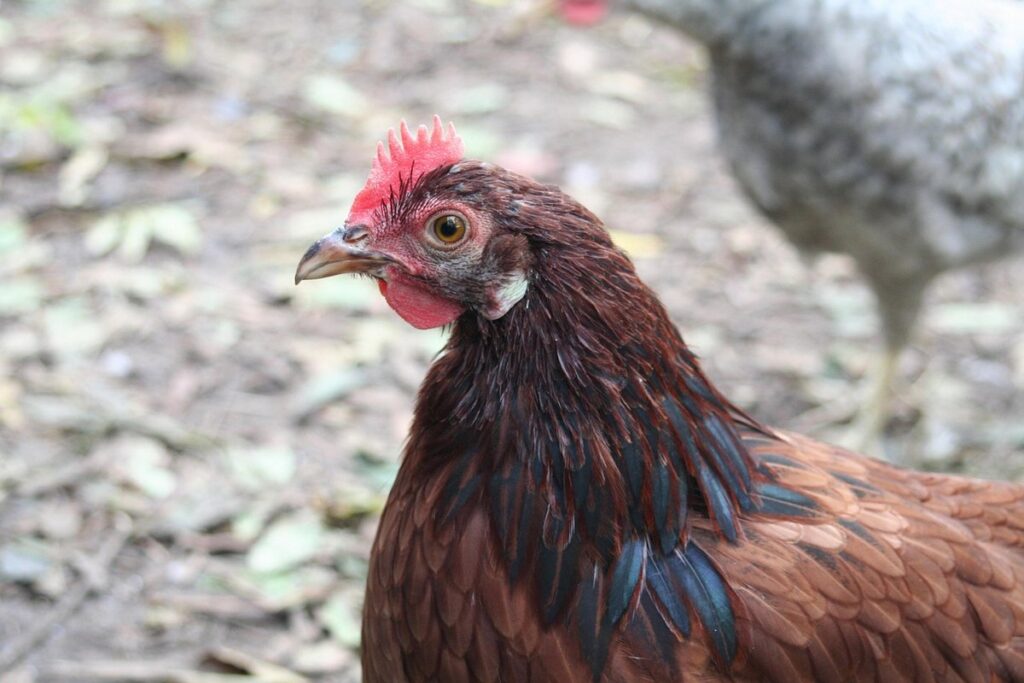 Rhode Island Red hen