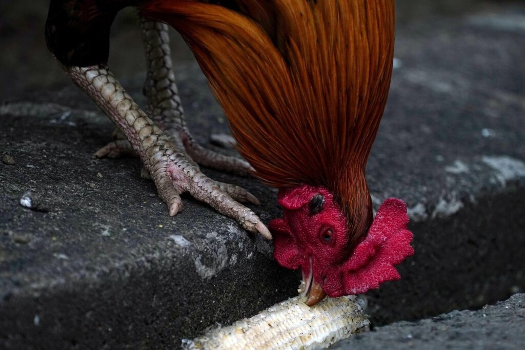 what do you feed a rooster