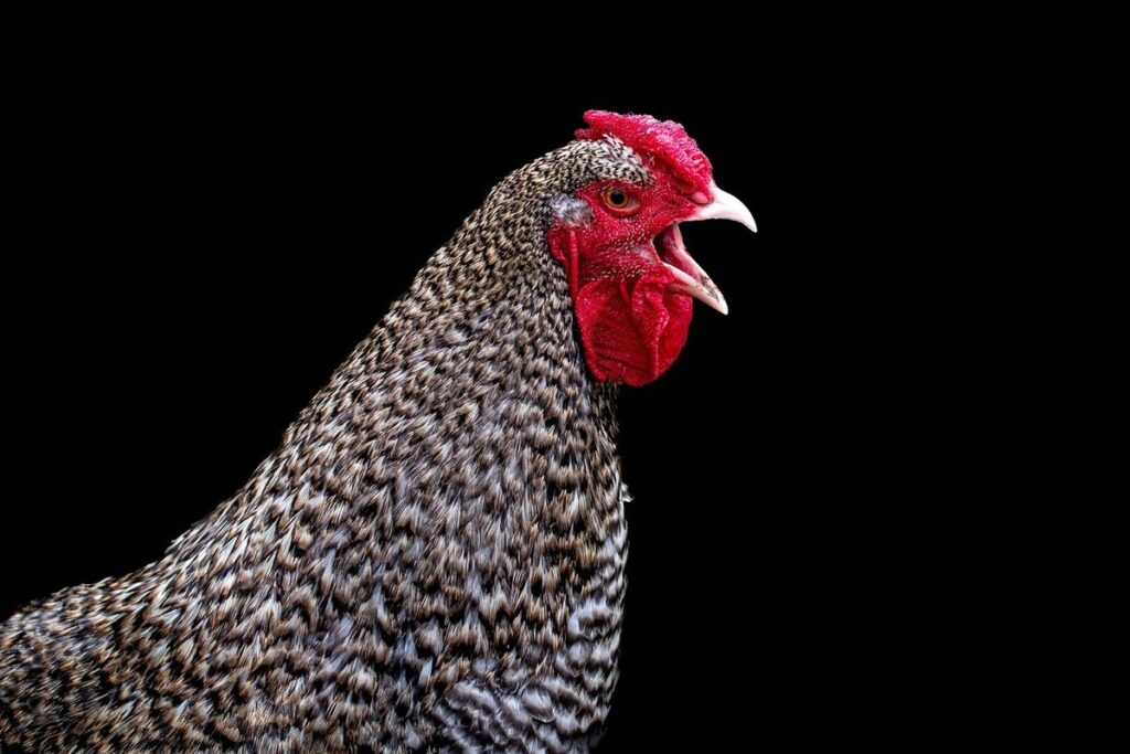 rooster losing tail feathers