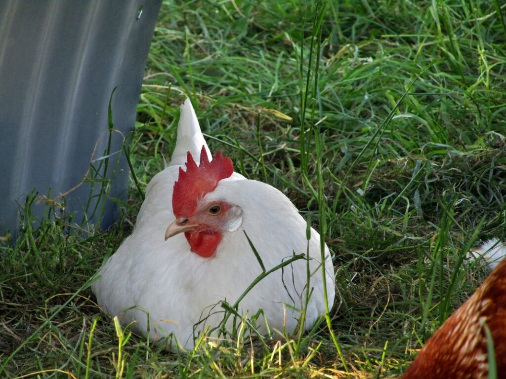 shots for chickens