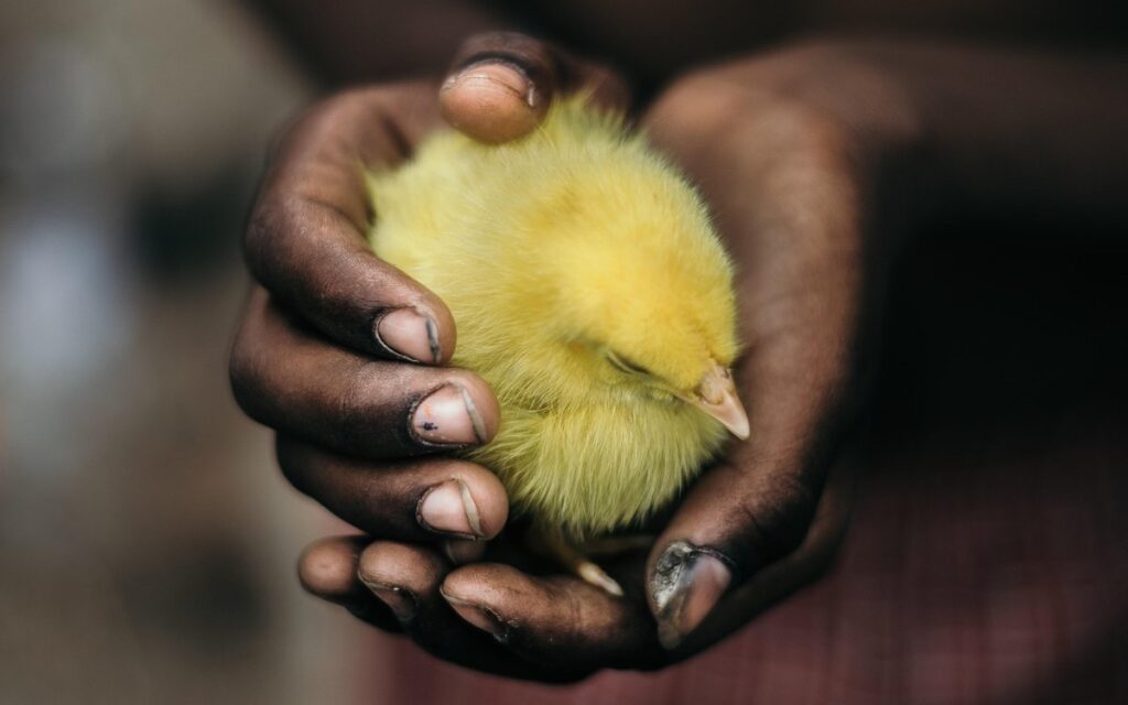 what to give a sick chicken