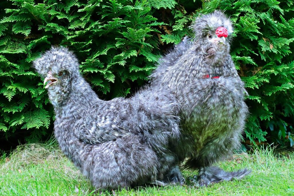 silkie breeds