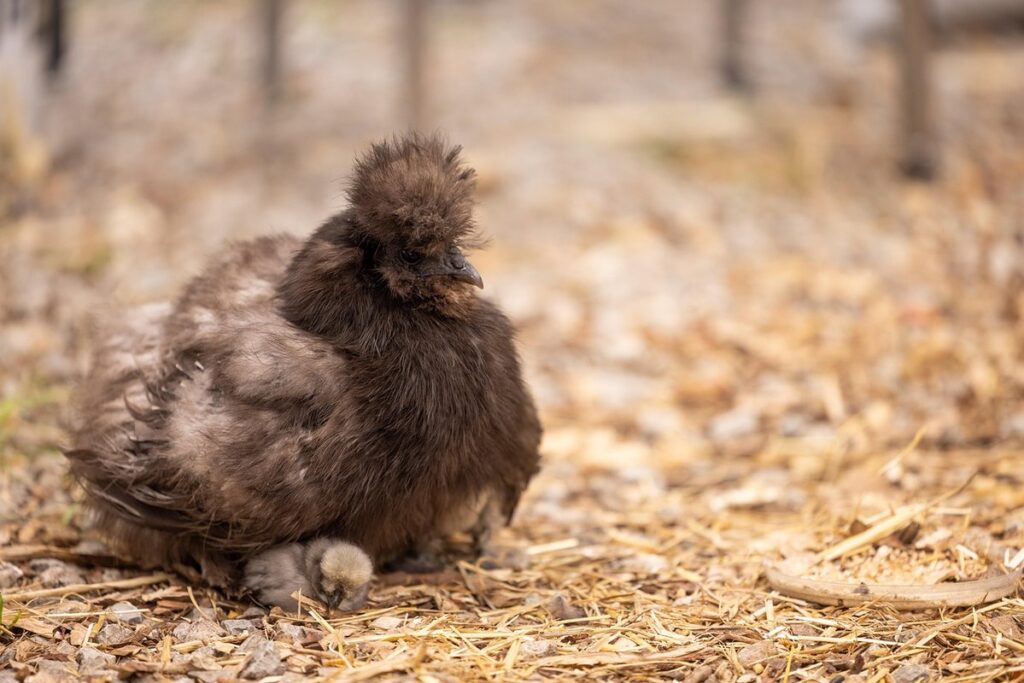 silkie chicken origin
