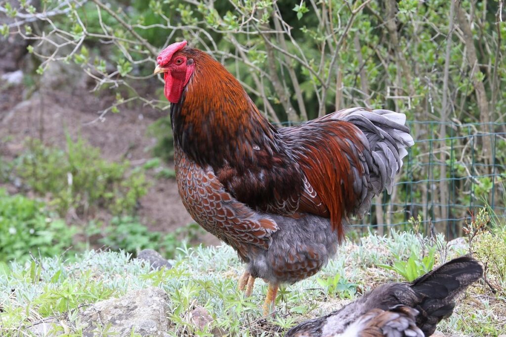 partridge wyandotte bantams