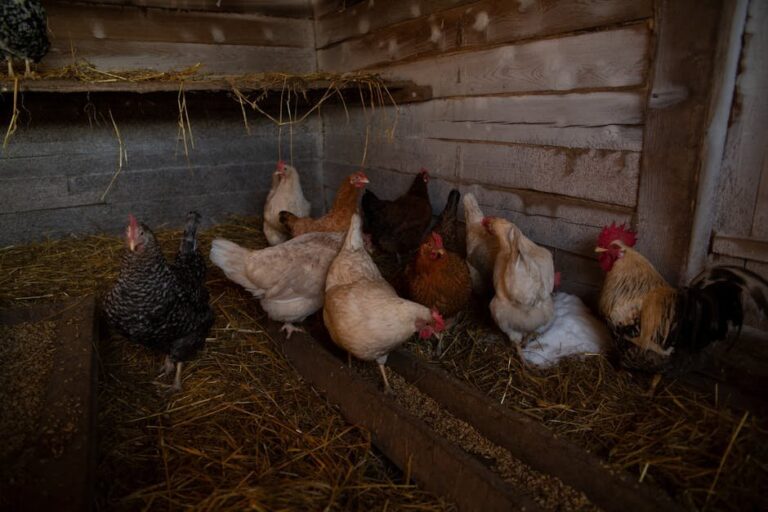straw in chicken run