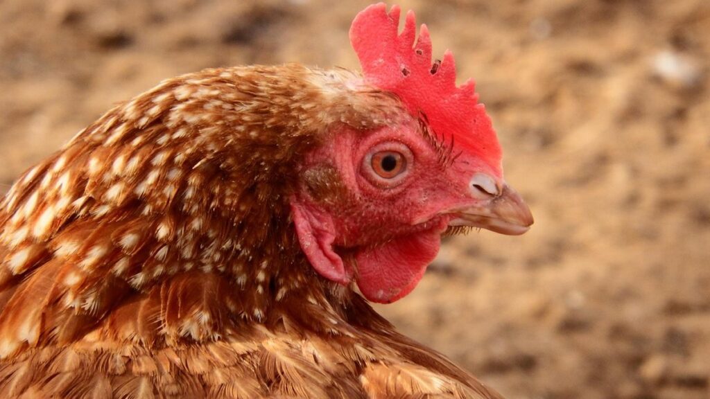 sussex chicken origin