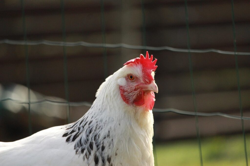 sussex chickens