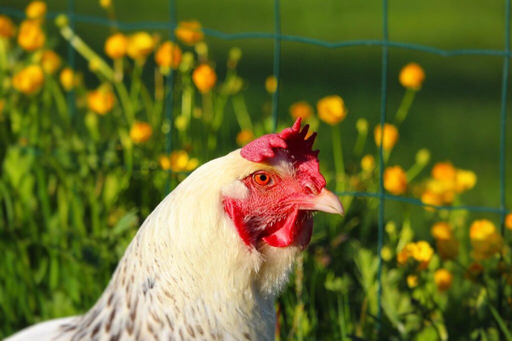 sussex poultry