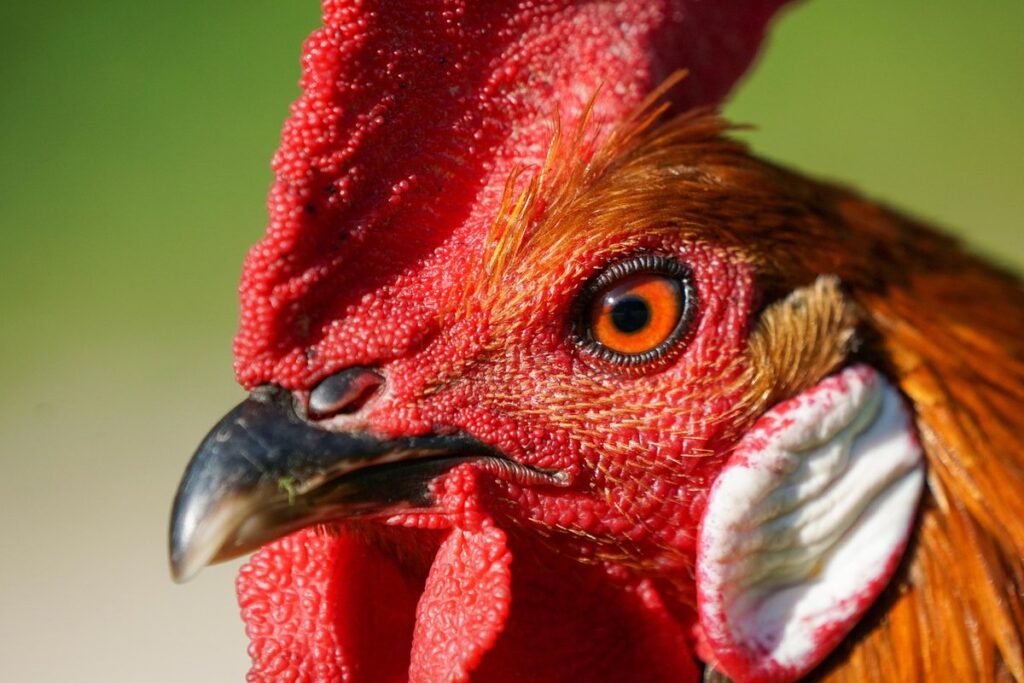 hen with swollen eye