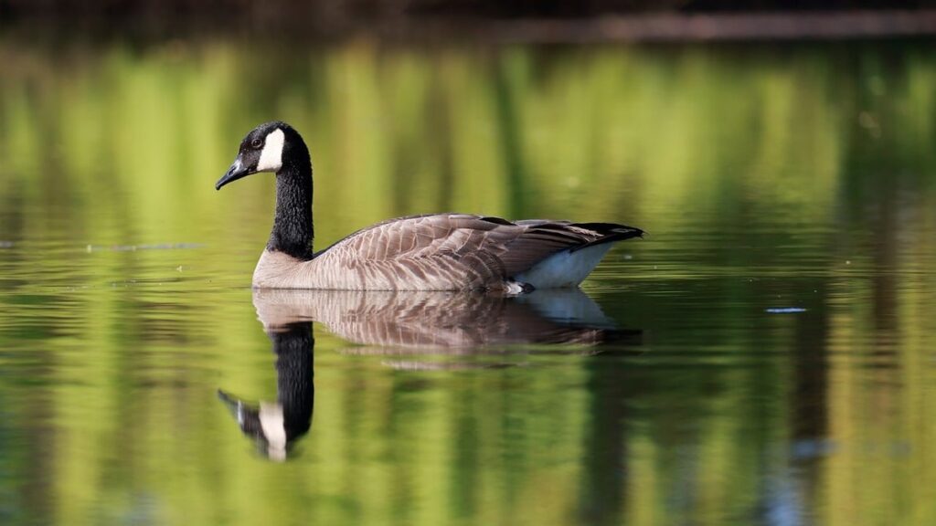 chickens ducks and geese