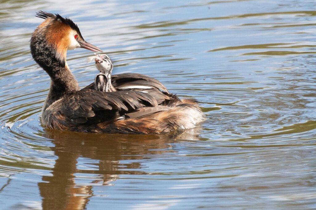 waterfowl starter feed