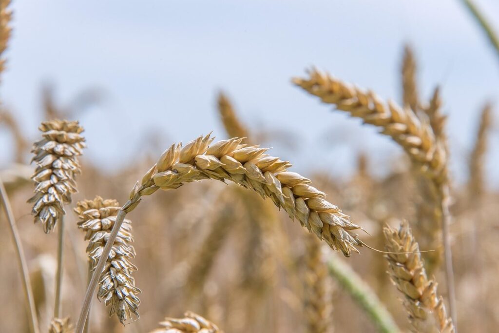 wheat for ducks