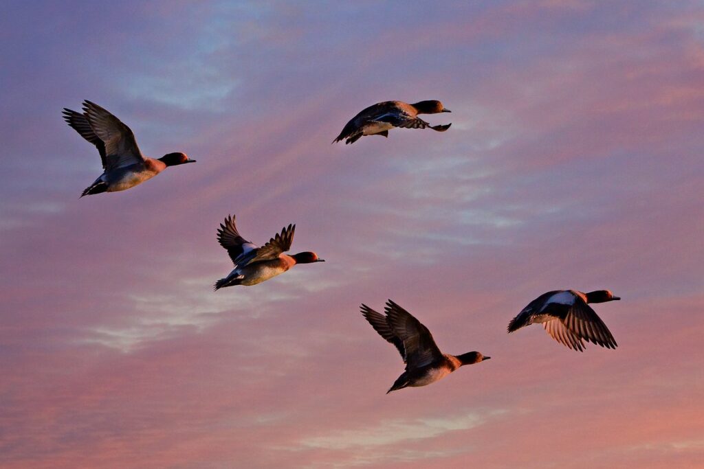 can white ducks fly