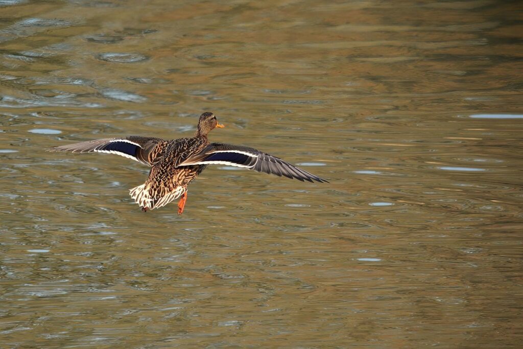 do white ducks fly