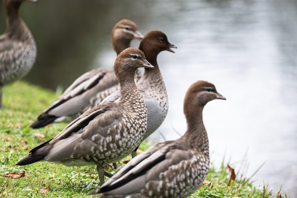 can you release ducks into the wild