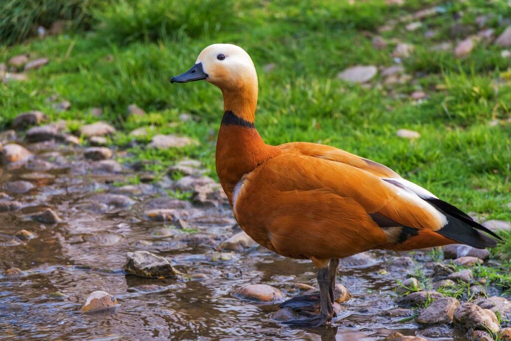 where do wild ducks live