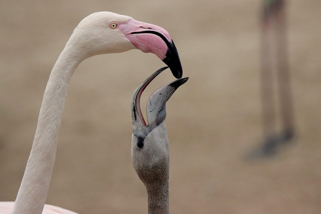 wry neck chick