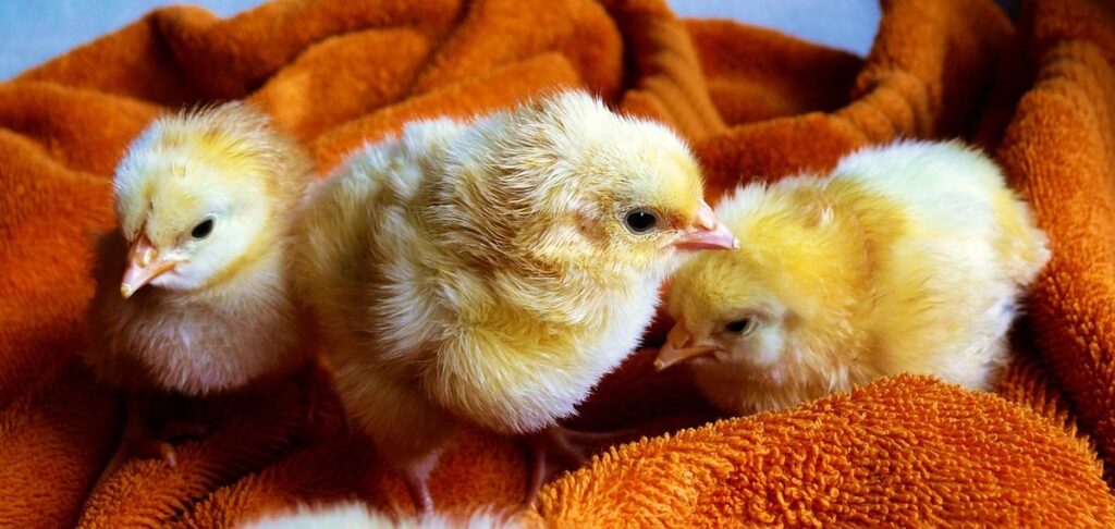 young female poultry