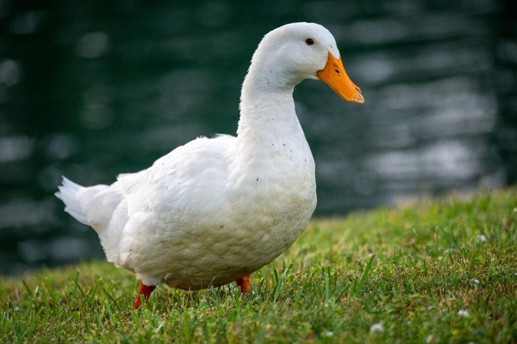 american pekin ducks