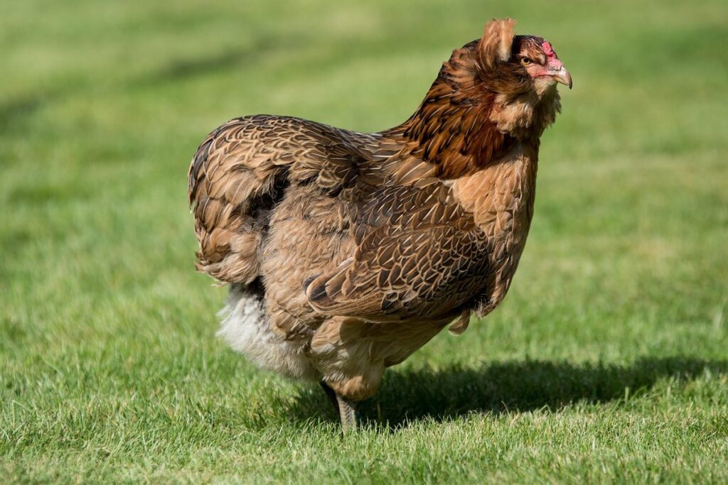 araucana black