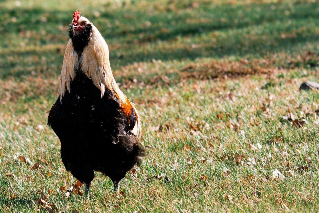 araucana rooster