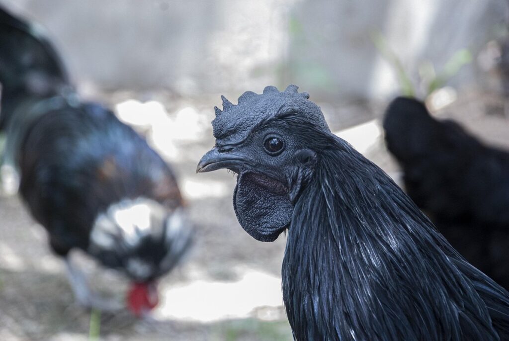 aseel hen breed