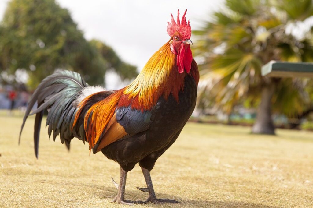 avian flu in chickens