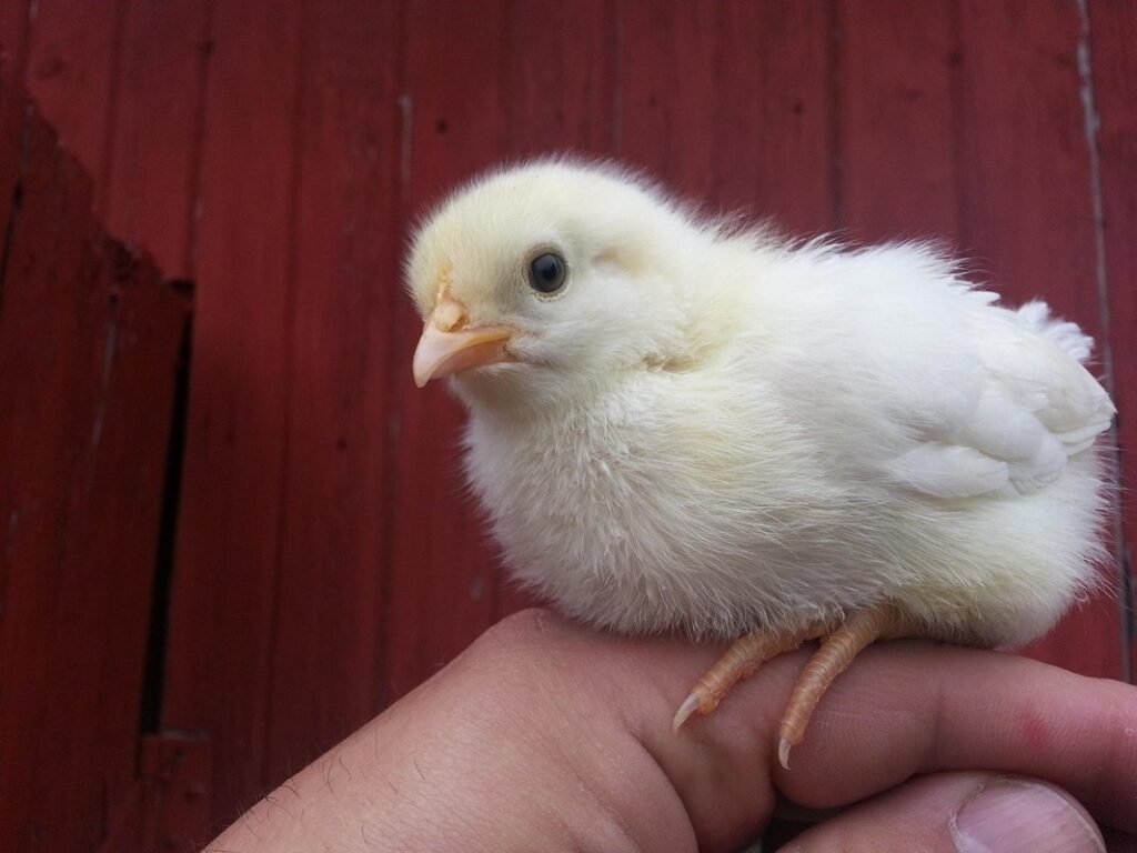 barn house chicks