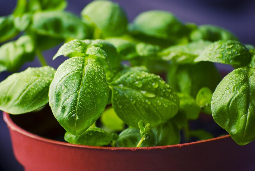 basil for chickens
