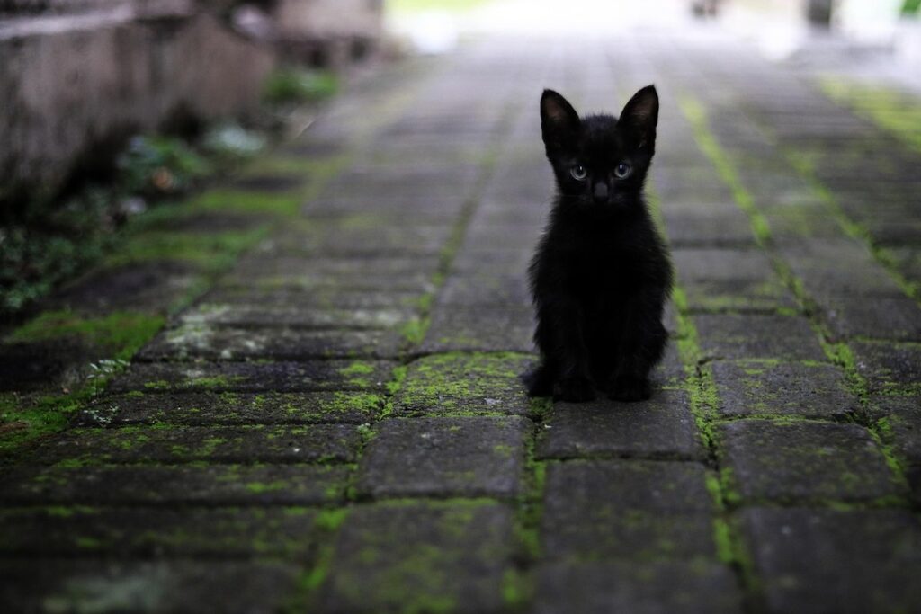 black leghorn