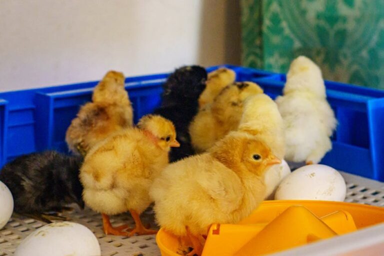 black mites on chickens