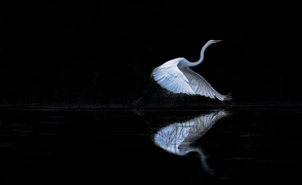 bob white bird
