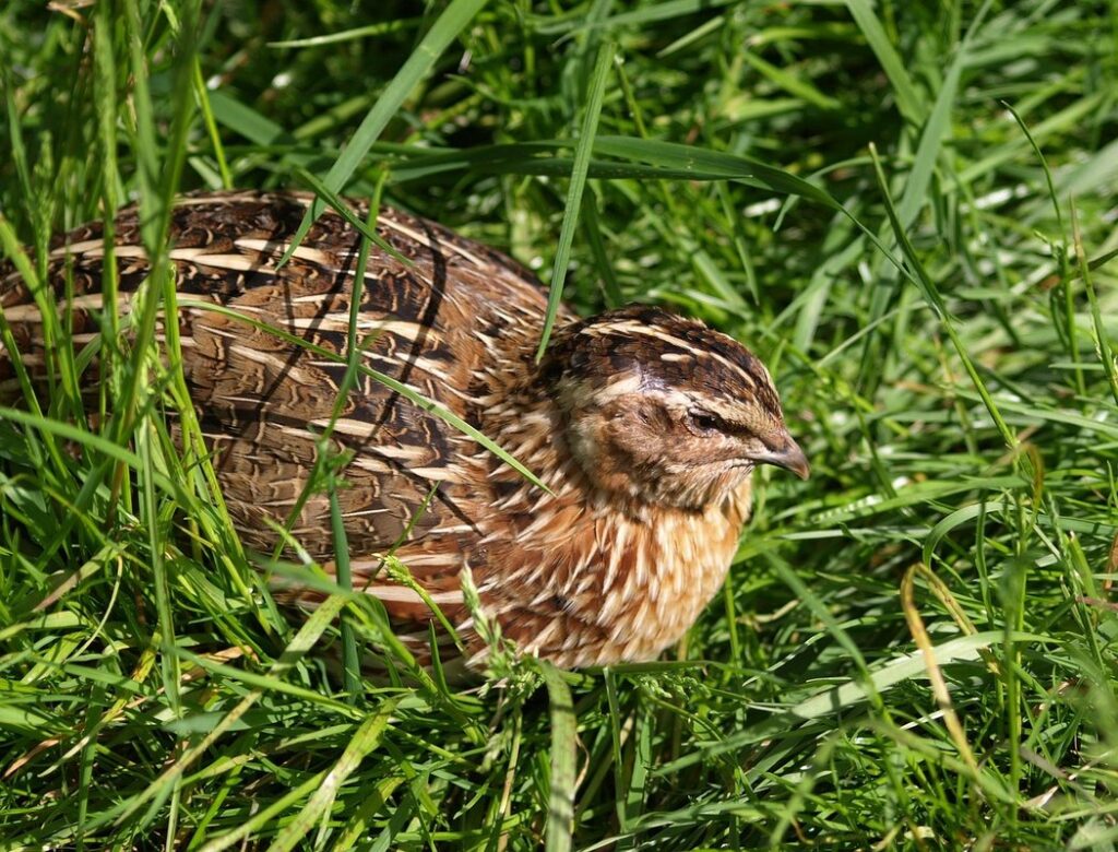 bobwhite quail bird